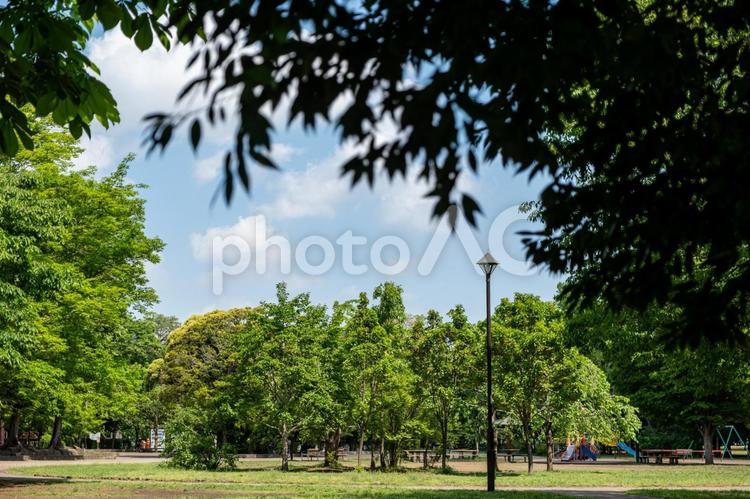［東京都武蔵野市・三鷹市］井の頭恩賜公園 井の頭恩賜公園,井の頭公園,公園の写真素材