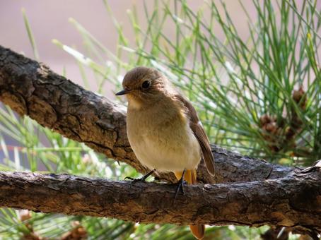 ジョウビタキのメス ジョウビタキのメス ジョウビタキ,鳥,野鳥の写真素材