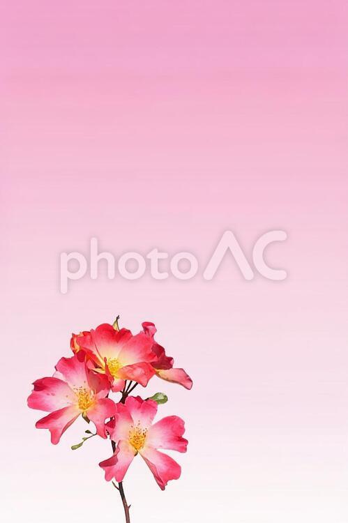 赤い花のメッセージカード（縦） 花,赤い花,ピンクの背景の写真素材