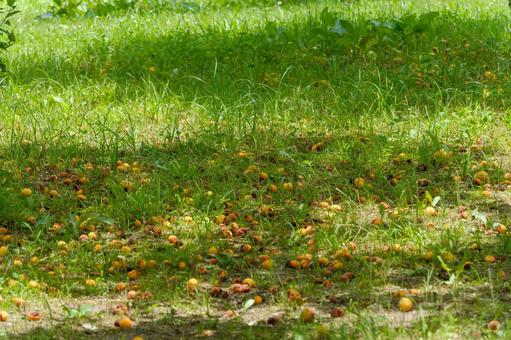 緑の草原に落下した無数の梅の実 梅,実,落下の写真素材