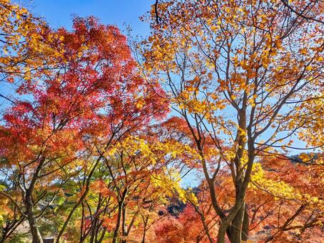 紅葉のもみじ林　伊豆の修善寺虹の郷にて 紅葉,モミジ,紅葉狩りの写真素材