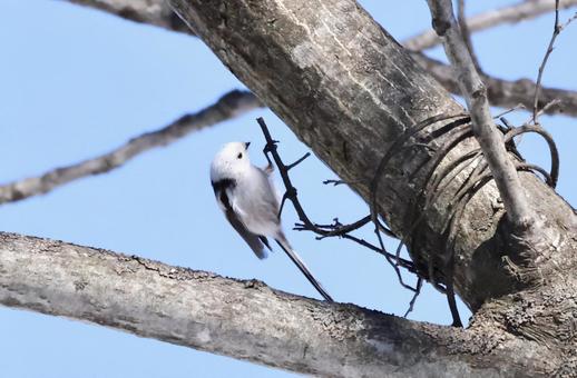 シマエナガ シマエナガ 北海道,かわいい,もふもふの写真素材