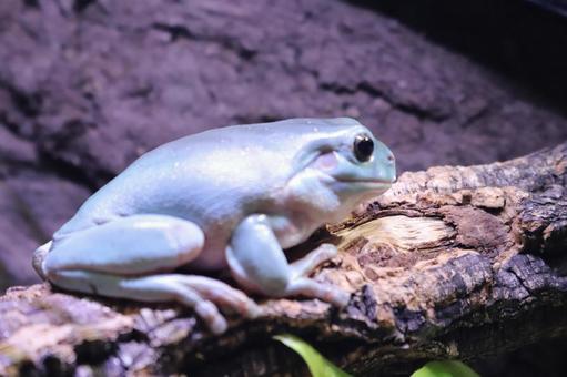 Tree frog looking sideways 2, JPG