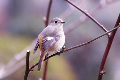枝に止まるジョウビタキの雌 枝に止まるジョウビタキの雌 鳥,ジョウビタキ,冬の写真素材