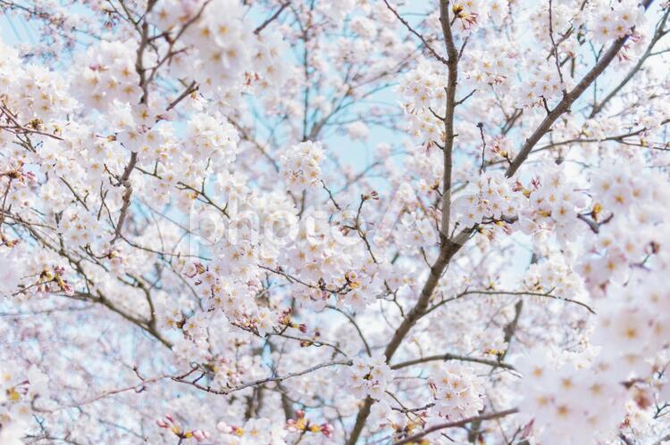 桜　4841 桜,ピンク,白の写真素材