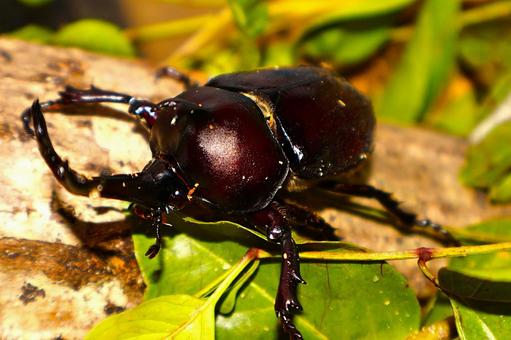 木上で角で威嚇をする「カブトムシの雄」 木上で角で威嚇をする「カブトムシの雄」 カブトムシ,昆虫,夏の写真素材