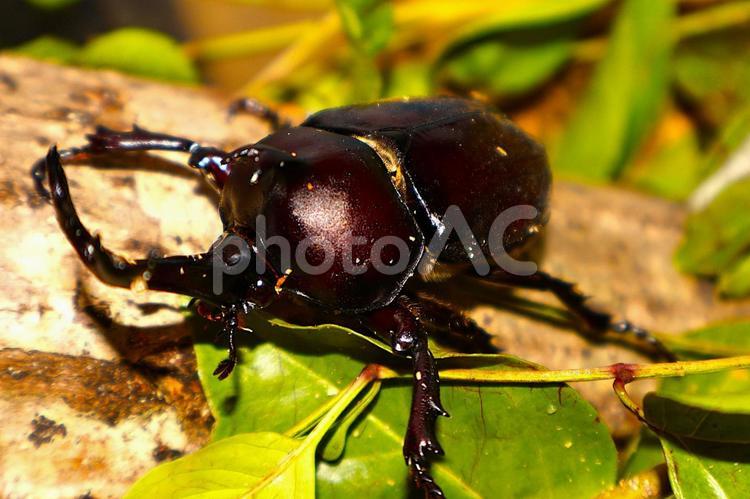 木上で角で威嚇をする「カブトムシの雄」 カブトムシ,昆虫,夏の写真素材