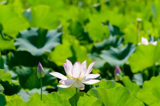 夏の陽射しに咲く白い蓮の花 夏の陽射しに咲く白い蓮の花の写真