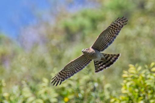 山間を飛ぶハイタカ幼鳥のオス ハイタカ,鷂,タカの写真素材