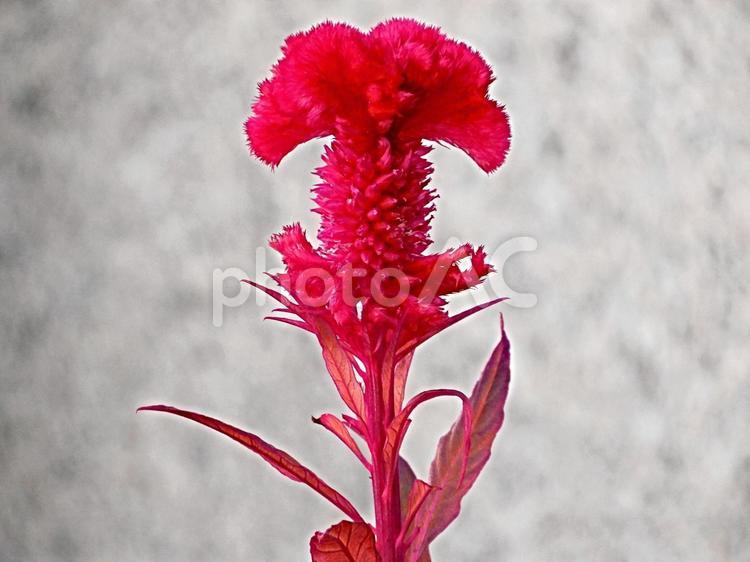 【花の写真】赤いケイトウの花 ケイトウ,鶏頭,鶏冠の写真素材