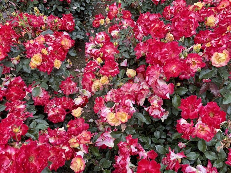 赤と黄色の薔薇たち① バラ,薔薇,ローズの写真素材