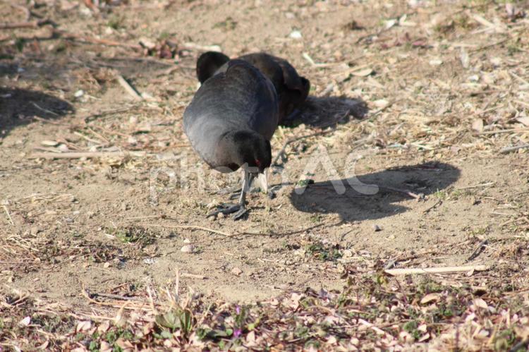 器用なくちばし、オオバン 冬,越冬,水鳥の写真素材