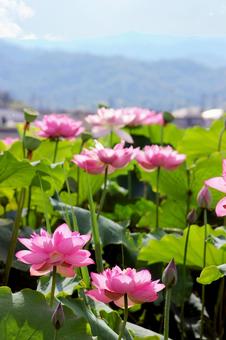 蓮の花 蓮の花の写真
