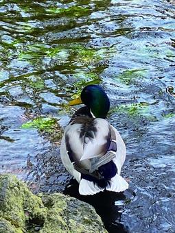The beautiful feathers of a mallard duck reflected on the water surface, JPG The beautiful feathers of a mallard duck reflected on the water surface, JPG