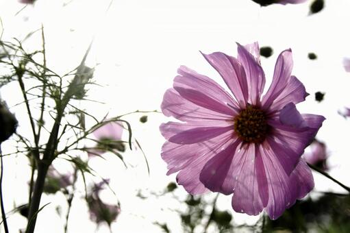 コスモス コスモス,花,植物の写真素材