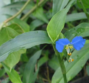 ツユクサ ツユクサ ツユクサ,露草,鴨跖草の写真素材