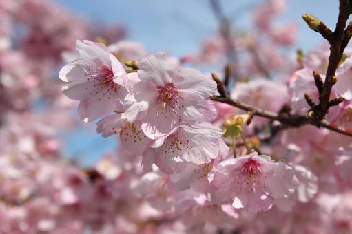 桜 桜,春,河津桜の写真素材