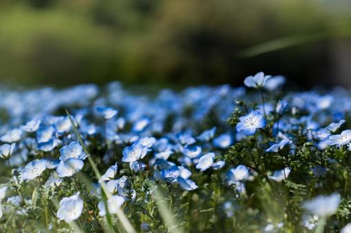 Nemophila, JPG