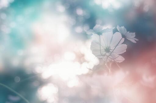 幻想的な秋桜の写真