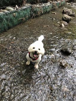 川の中にいる犬 川の中にいる犬の写真