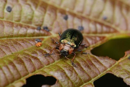 Photo, miyama leaf beetle, leaf beetle, beetle, 