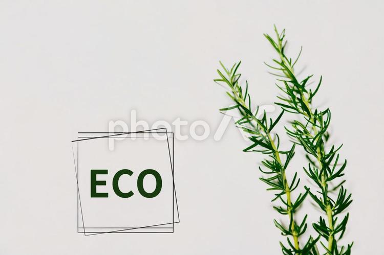ECOの文字とローズマリー eco,エコ,エコロジーの写真素材