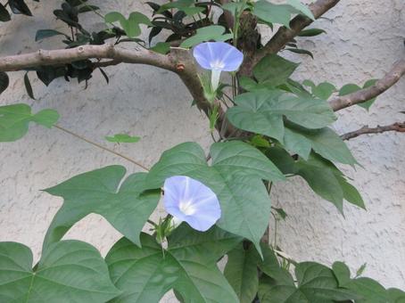 アサガオ ブルー ０１４の写真