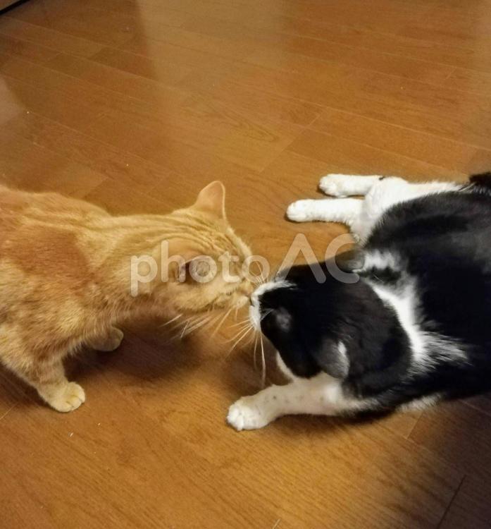 けんかはダメだよ！ ネコ,ねこ,猫の写真素材
