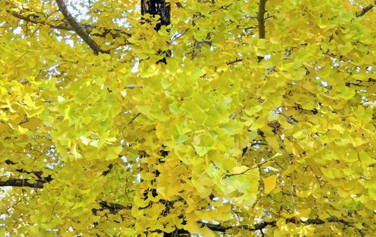 銀杏の紅葉 イチョウ,紅葉,イチョウ葉の写真素材