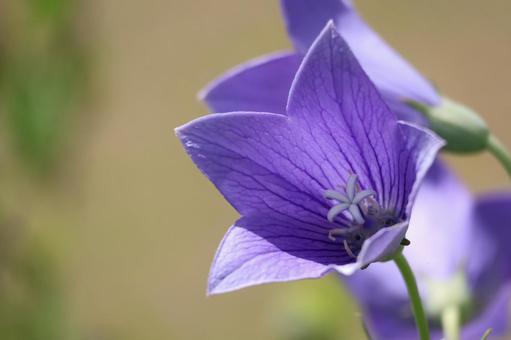 紫色の桔梗の花のアップ 紫色の桔梗の花のアップ 紫色,桔梗,花の写真素材