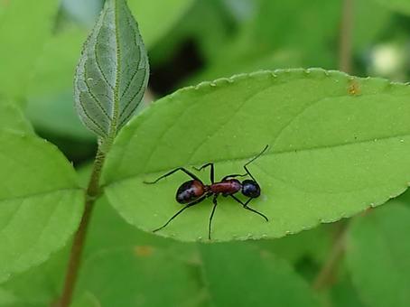 ムネアカオオアリ ムネアカオオアリ,昆虫,虫の写真素材