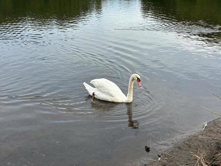 ハクチョウ ハクチョウ ハクチョウ,鳥,自然の写真素材