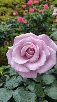 雨上がり、見頃の薔薇 雨上がり、見頃の薔薇 バラ,薔薇,ローズの写真素材