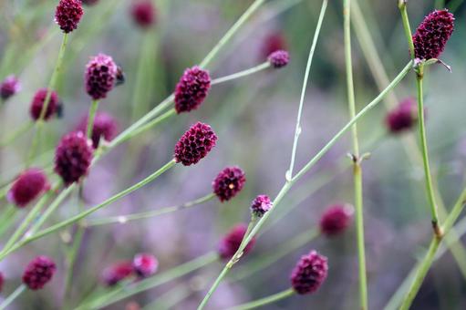 ワレモコウの写真