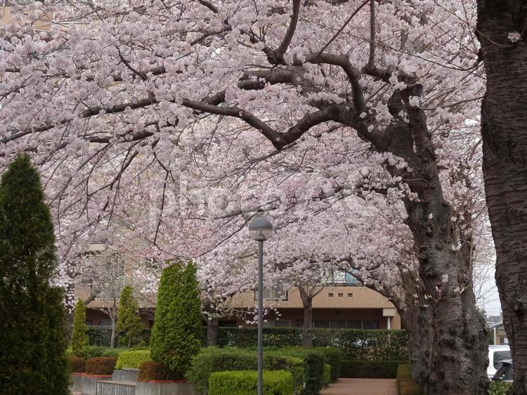 曇り日の桜-39 曇り日,空,雲の写真素材