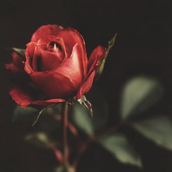 繊細な花びらを持つ美しい赤いバラの写真