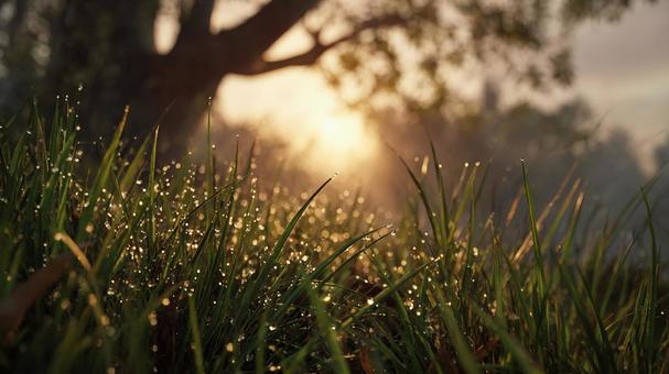 朝露が滴るみずみずしい緑の草 朝露が滴るみずみずしい緑の草の写真