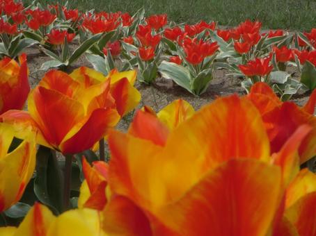 Tulips, JPG Tulips, JPG