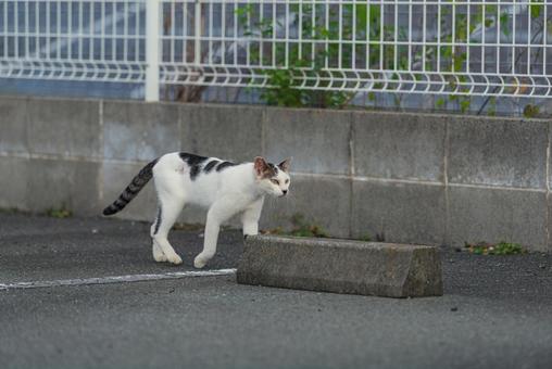 一点を見つめて歩く牛柄猫 一点を見つめて歩く牛柄猫の写真