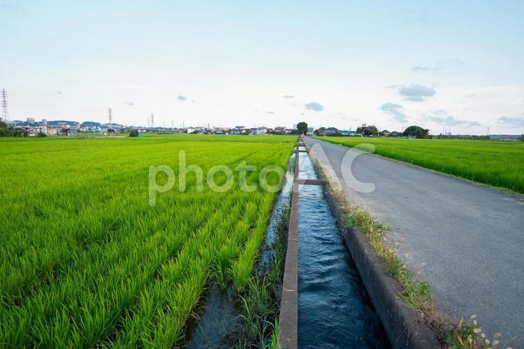 田園地帯を通るまっすぐな道 風景,田んぼ,自然の写真素材