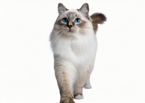 ラグドール猫 ラグドール猫の写真
