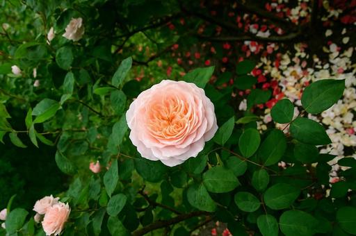 中央に咲くピンクの薔薇と舞い散る花びら 中央に咲くピンクの薔薇と舞い散る花びら バラ,薔薇,花の写真素材