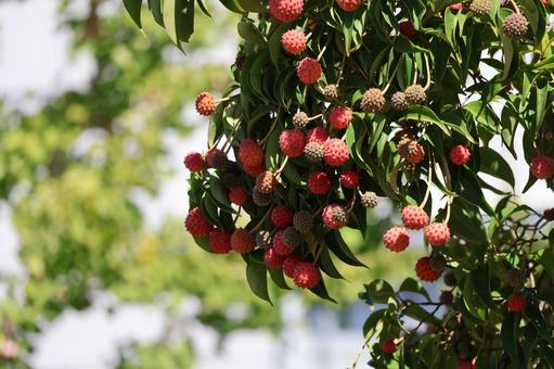 枝先にたくさんなる赤い実の木 枝先,たくさん,赤いの写真素材