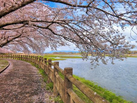 桜04：桜の花舞う遊歩道 春,桜,遊歩道の写真素材