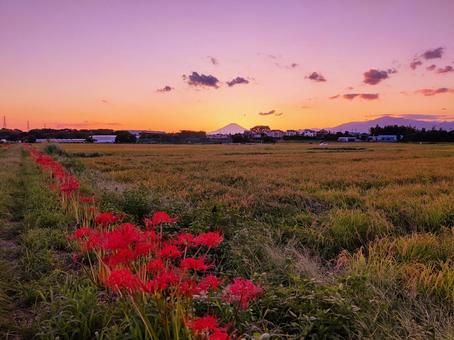 夕焼け空と彼岸花の咲く田園風景 曼珠沙華,花,植物の写真素材
