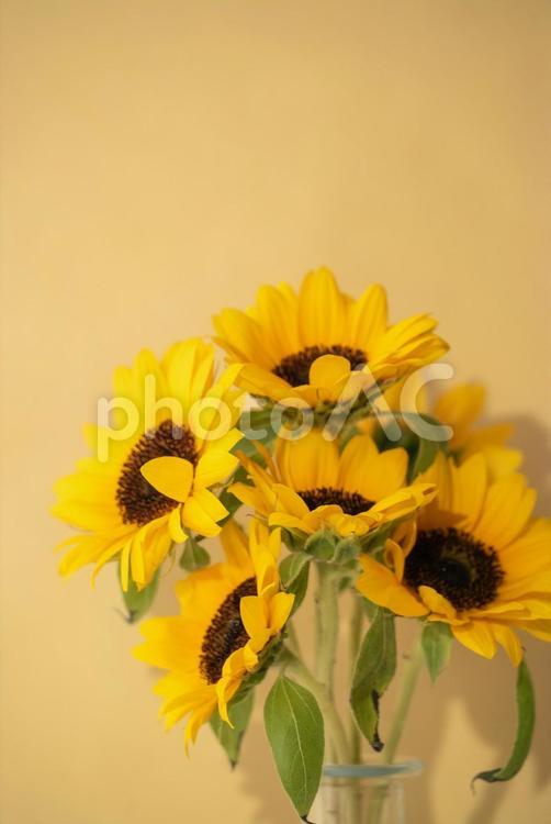 夏を彩る鮮やかなヒマワリの花束 ひまわり,ヒマワリ,向日葵の写真素材