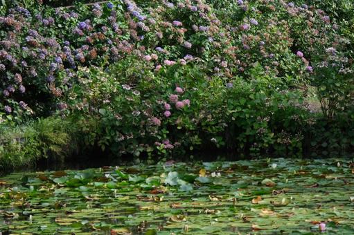 紫陽花 紫陽花 紫陽花,水辺,池の写真素材