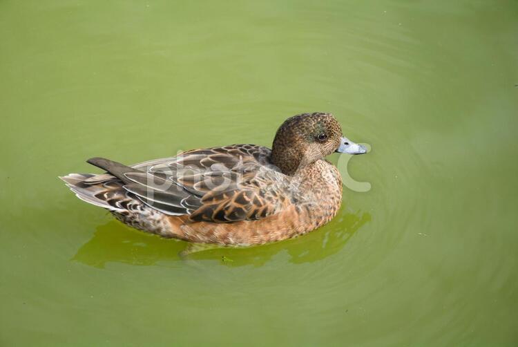 池で泳ぐマガモ２ 群れ,公園,渡り鳥の写真素材