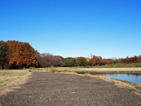 水元公園の紅葉・メタセコイア＆池・葛飾区 秋,水元公園,紅葉の写真素材