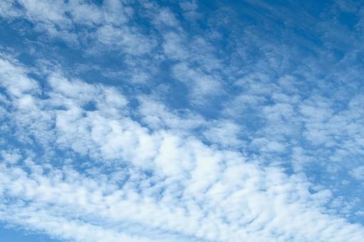 初夏の空に流れるウロコ雲 空,雲,青の写真素材